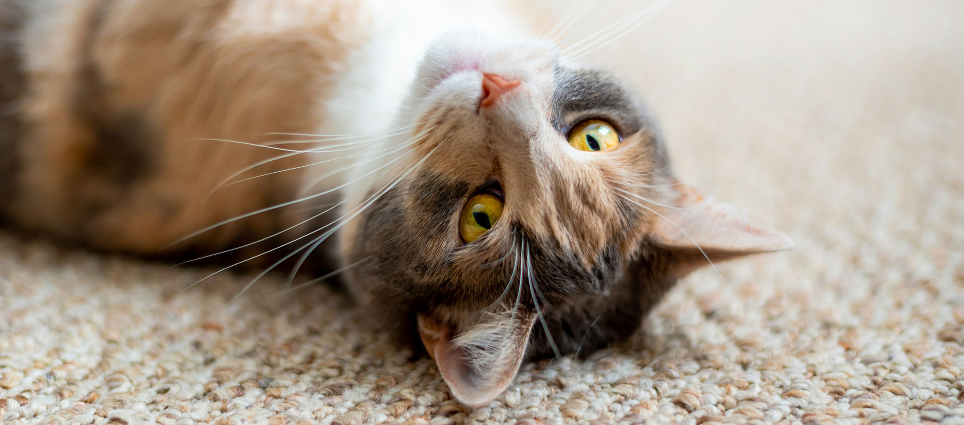 Cat on carpet